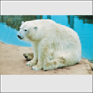 В мире животных. Белый медведь у озера
