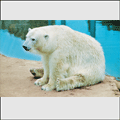 В мире животных. Белый медведь у озера
