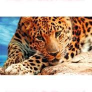 В мире животных. Красивый леопард